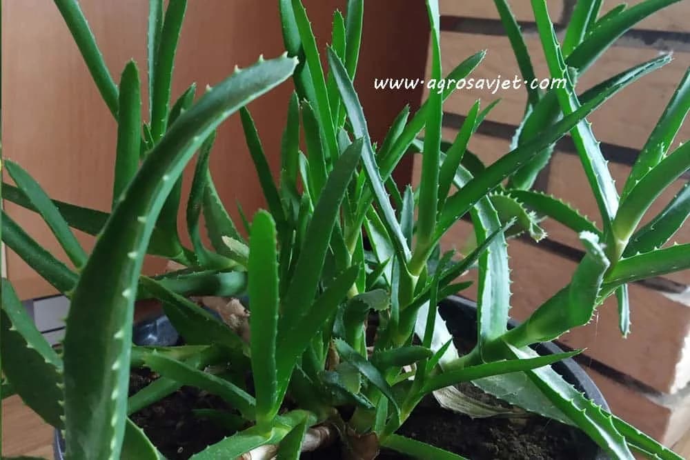 Aloe vera