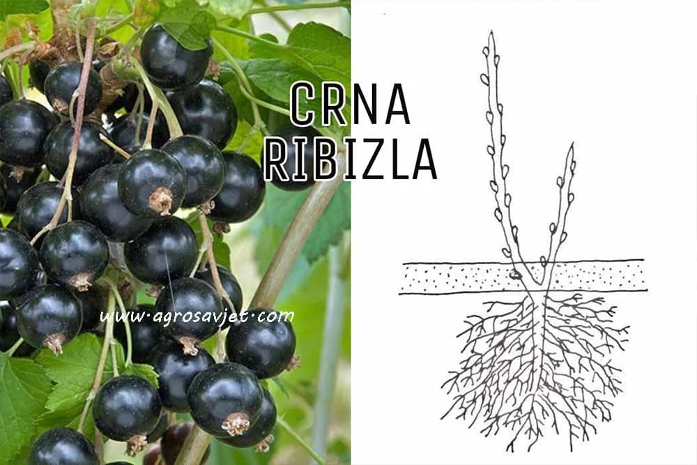CRNA RIBIZLA