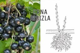 CRNA RIBIZLA - Na ovo morate obratiti pažnju prilikom sadnje