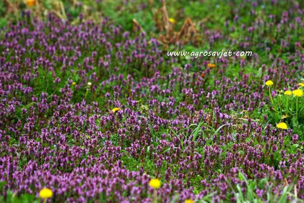 Crvena mrtva kopriva (Lamium purpureum L.)