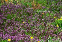 CRVENA MRTVA KOPRIVA - Biljka na koju stalno nailazimo i mislimo da je korov ima brojna ljekovita svojstva za koja nismo znali