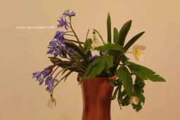 Evo kako da zadržite svježinu proljećnog cvijeća u vazi