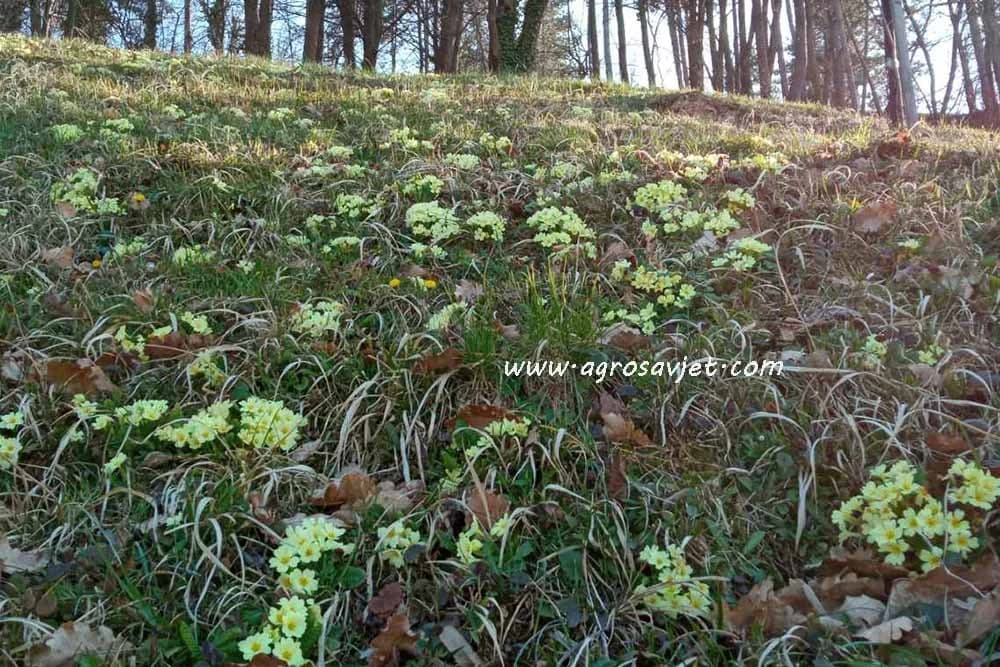 Salata od lista jagorčevine