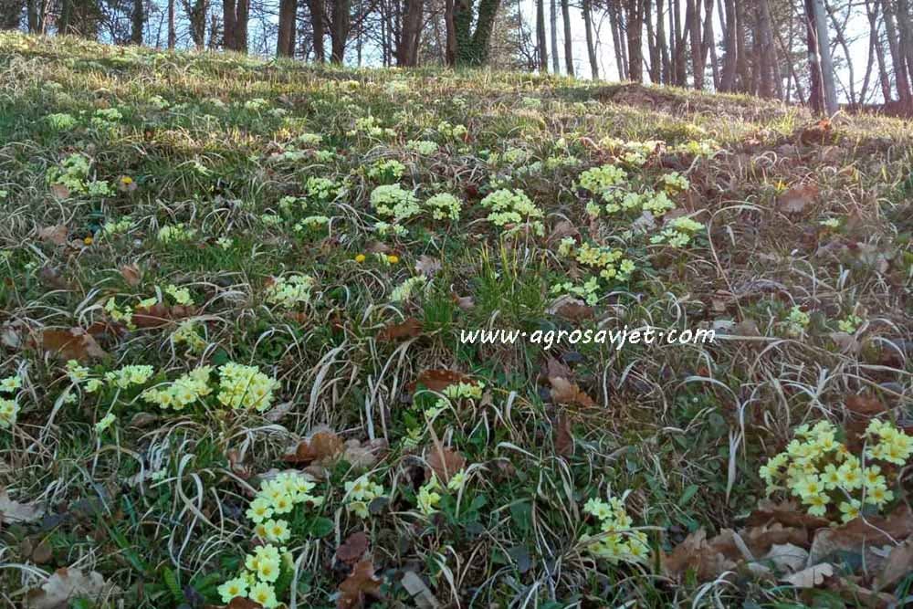 Salata od lista jagorčevine