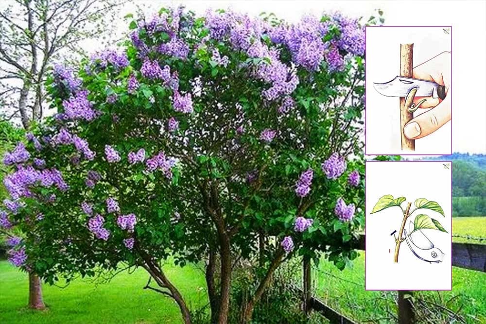 Kalemljenje jorgovana okuliranjem