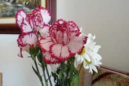 Ovim trikovima cvjećari produžuju svježinu rezanom cvijeću