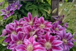 Orezivanje biljaka u junu - Podstaknite raskošno cvjetanje i rast