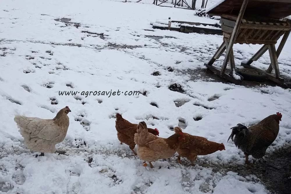 Soja u ishrani živine