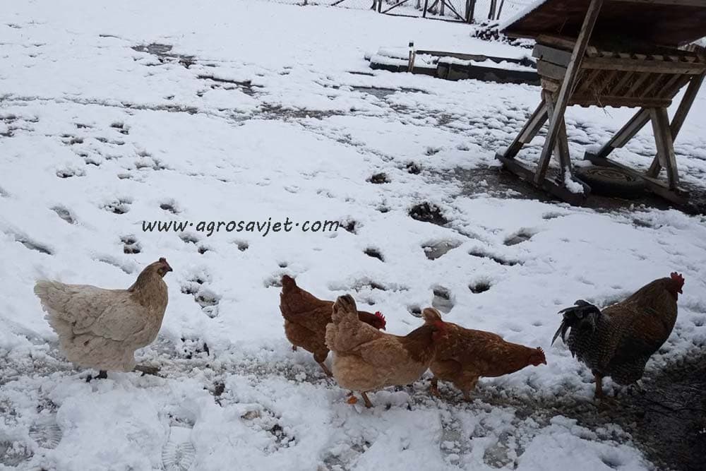 Soja u ishrani živine