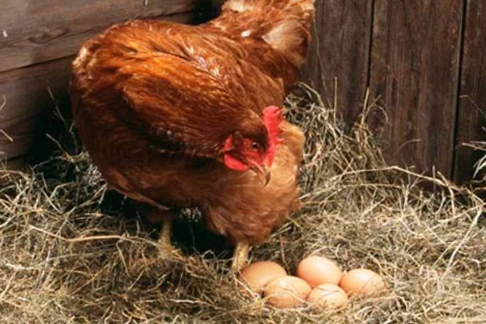 Kljuvanje i jedenje jaja