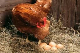 Sindrom pada nosivosti kod živine