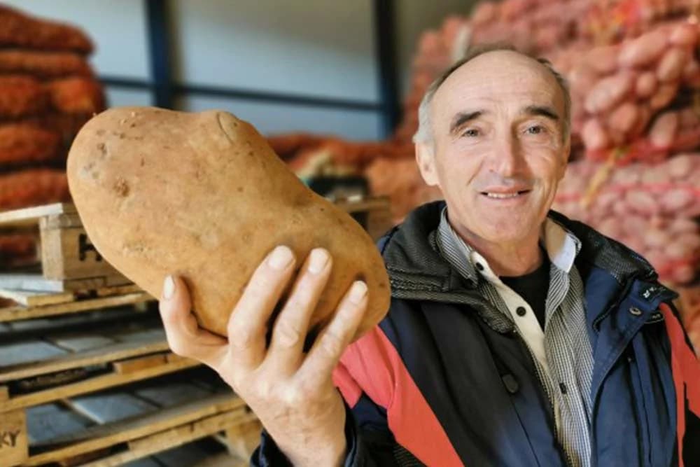 Krompir od dva kilograma: "Nije što je naš, ali je stvarno najbolji"