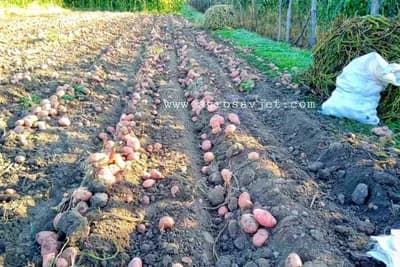Pravilno vađenje krompira