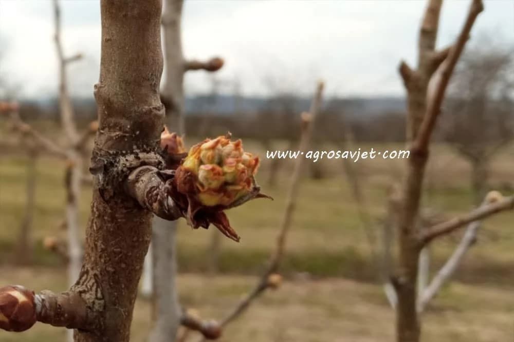 Zaštita kurške u fazi razvoja prvih listića