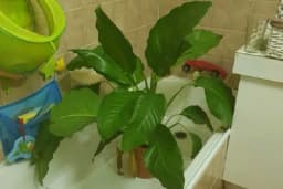 Kako da spasite kućno cvijeće - Dodajte samo 1 sastojak u vodu!