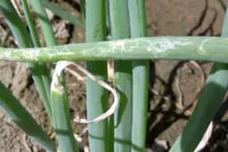 Lisni miner luka - Simptomi i suzbijanje