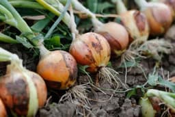 Proizvodnja CRVENOG LUKA na organski način - Sadnja, njega i zaštita