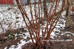 Orezivanje maline - Različite vrste se orezuju na različit način!