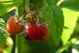 Novi trendovi u uzgoju malina