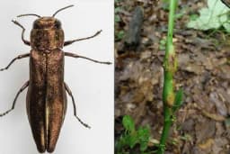 Malinin prstenar - Česta i opasna štetočina