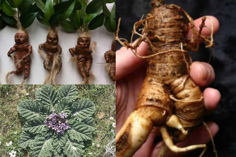Mandragora