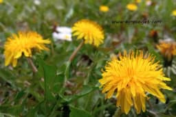 Kako napraviti tečno đubrivo od maslačka i insekticid - Recept i primjena