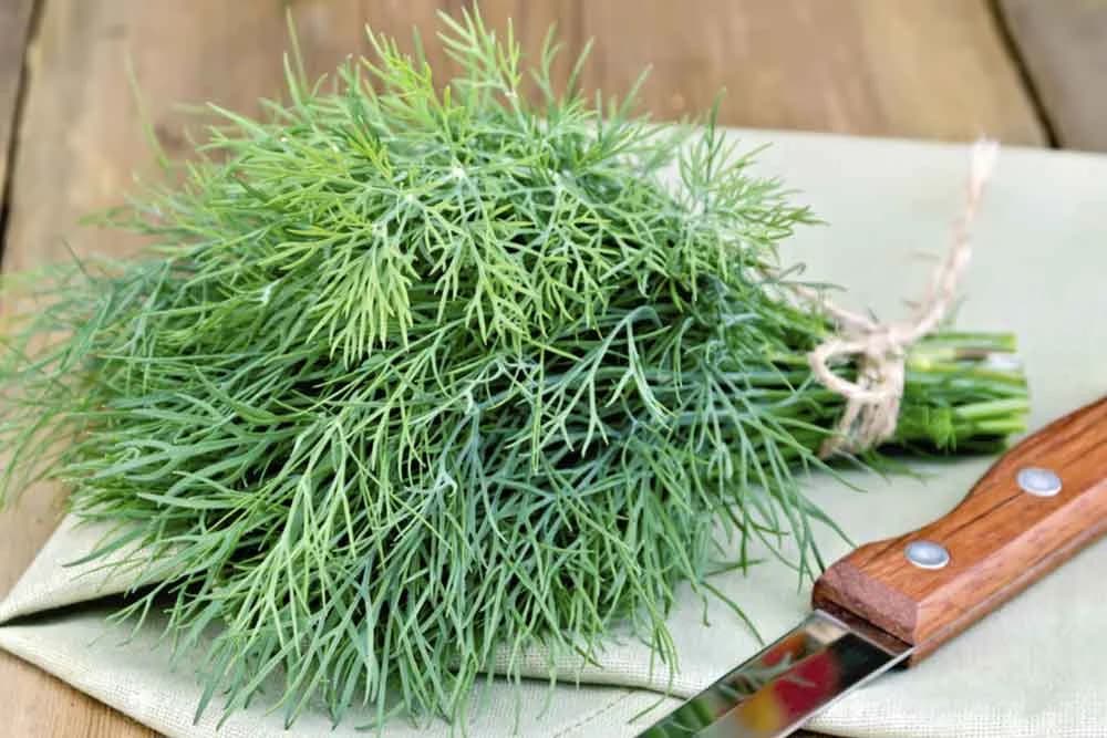 Kopar (MIrođija)
