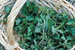 Kada brati, a kako sušiti koprivu i koje su joj ljekovite osobine?