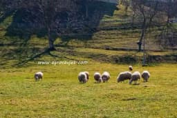 Ispaša ovaca - Najekonomičniji način uzgoja