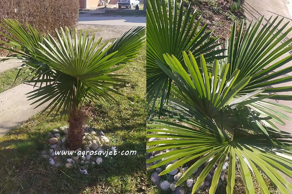 palme