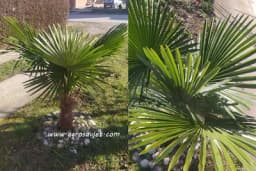 Otkrijte koje su bolesti palme najčešće i kako je zaštiti