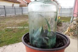 Tradicionalno razmnožavanje biljaka