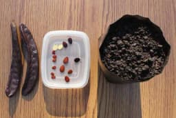 Kako uzgojiti rogač iz sjemena?