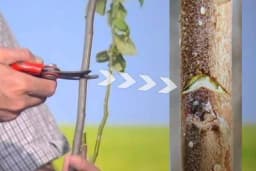 Rovašenje - Posutpak kojim se podstiče rast pupoljaka