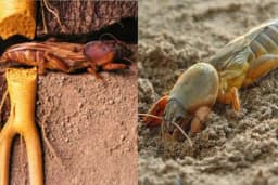 ROVAC - Insekt koji nanosi velike štete povrtarima i voćarima!