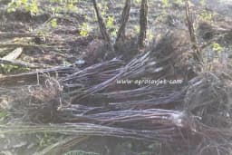 Priprema sadnica za sadnju i sadnja ORAHA