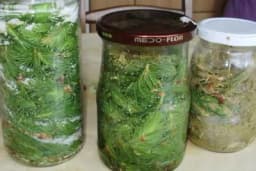 SIRUP OD BOROVIH IGLICA - Dobar za bronhitis, upalu pluća i grla, kašalj /RECEPT/