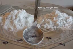 Soda bikarbona i šećer u borbi protiv mrava