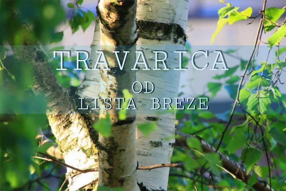 travarica od listova breze