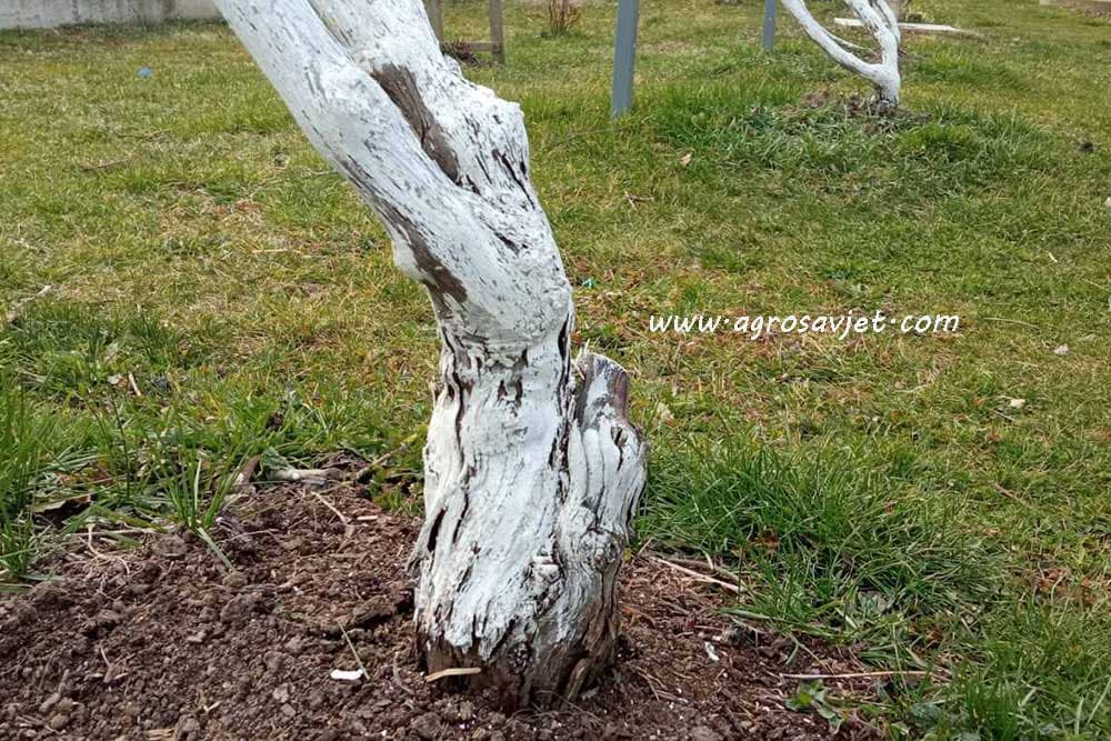 dubina sadnje vinove loze