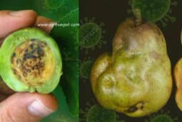 Zaštita voćaka od virusa