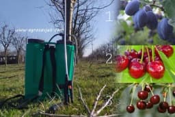 Šljiva, višnja i trešnja - Nakon BAKRA slijedi zaštita na ovaj način!