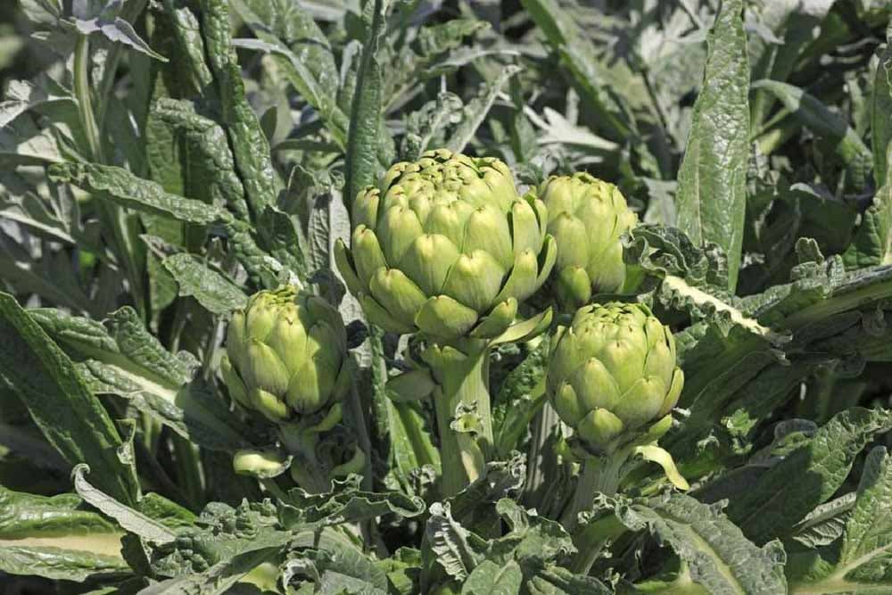 KAKO SE GAJI ARTIČOKA