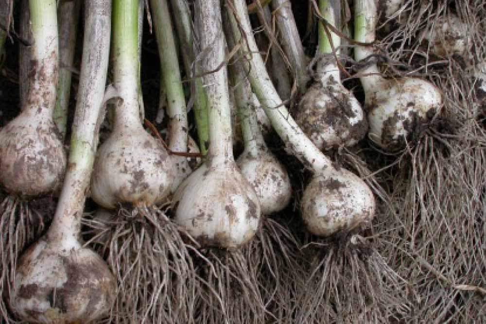 Đubrenje bijelog luka