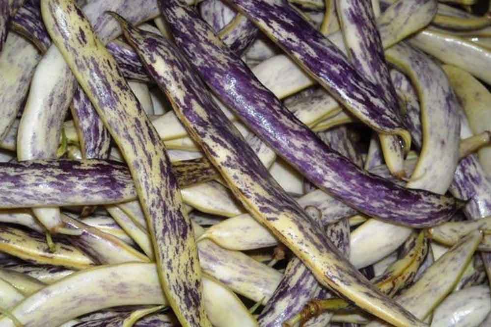 Niske sorte booranije