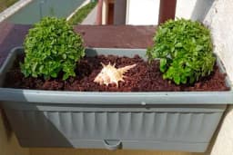 Začinsko bilje na balkonu i u bašti, trend koji morate probati