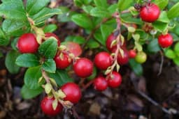 Ako planirate posaditi voće, pravi je trenutak za to - Ove vrste voćaka možete saditi u jesen