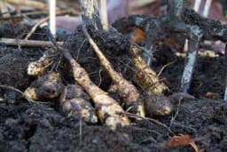 ČIČOKA - Biljka za svaku baštu, evo kako do krupnih krtola