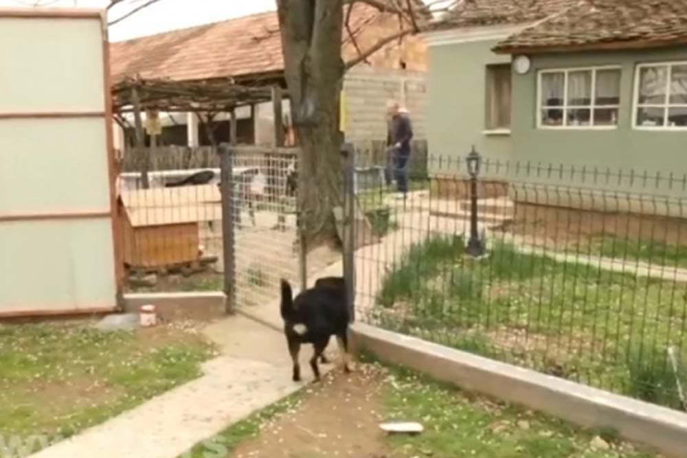 Neobična družina, pas otvara vrata, svinja sama sebi priprema jelo