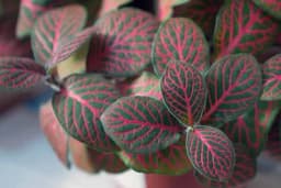 Mozaik biljka - Ljepotica kojoj morate obezbijediti samo jednu stvar